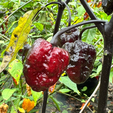 Jay's Pink x Leopard Reaper - Seeds - The Pepper Pantry (Formerly Marie Sharp's)